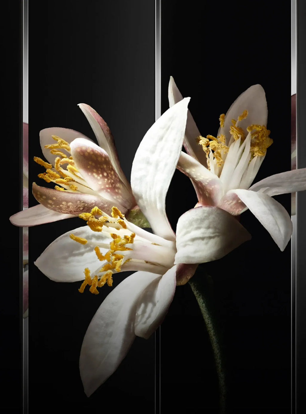 YSL MYSLF Le Parfum